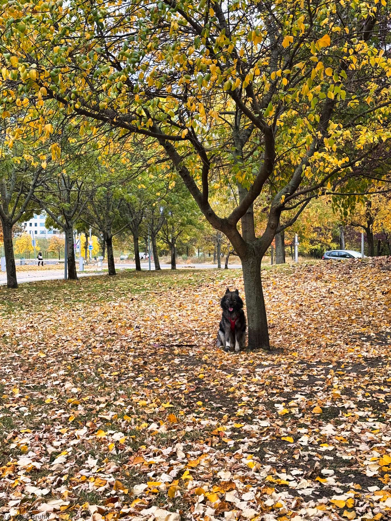 Herbststimmung mit Q